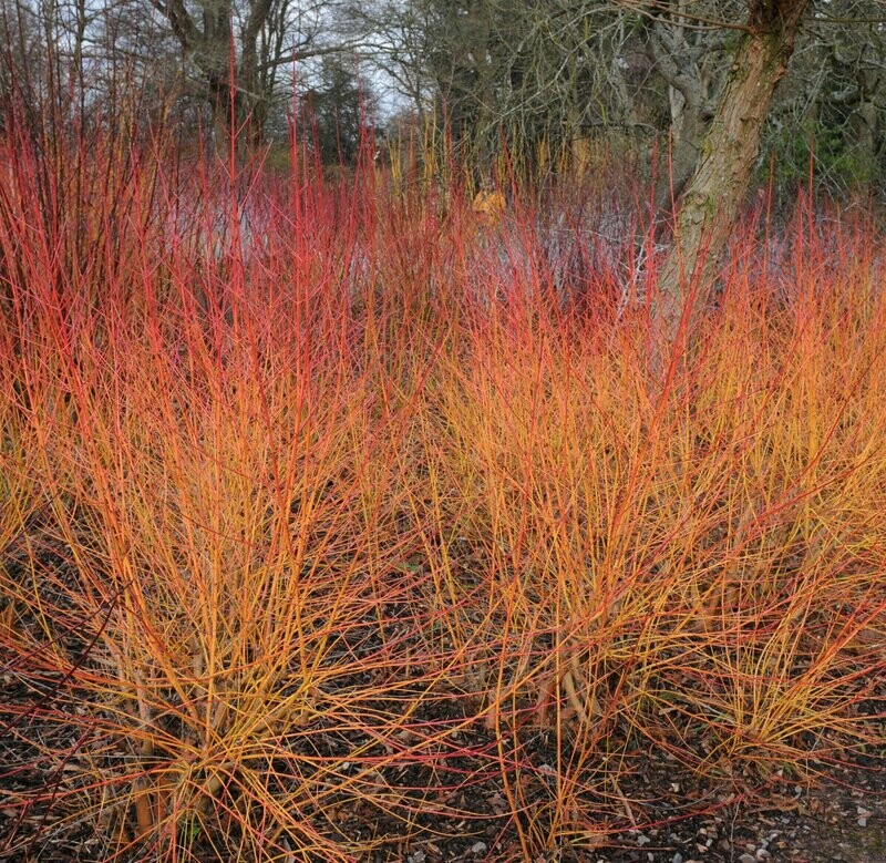 Cornus 'Midwinter fire'
