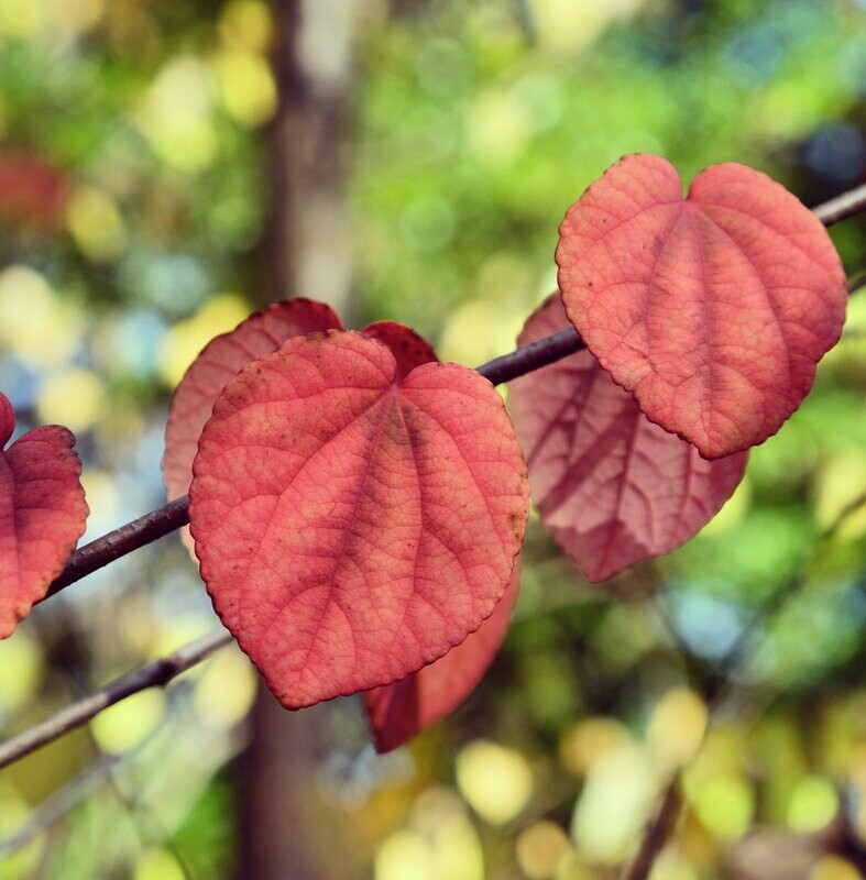Cercidiphyllum japonica- Larger Specimen 11ltr Cercidiphyllum japonica- Larger Specimen 11ltr