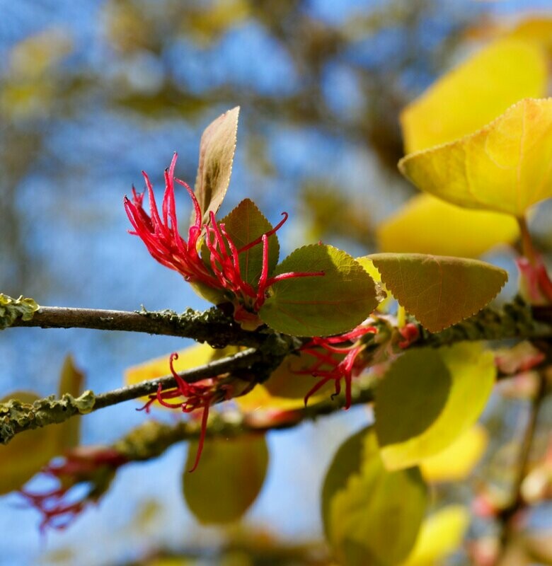 Cercidiphyllum japonica