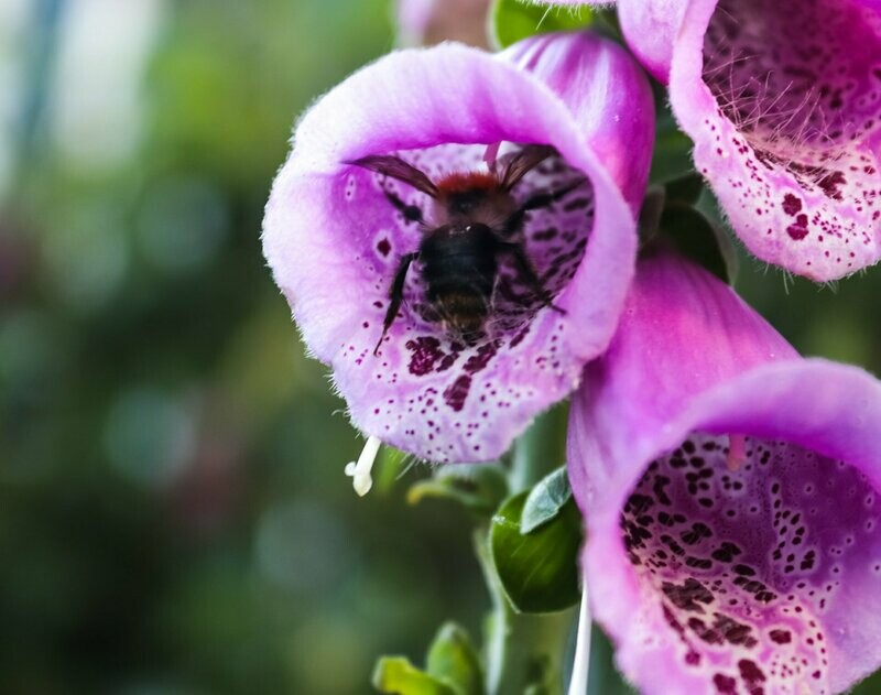 Digitalis 'Elsey Kelsey'