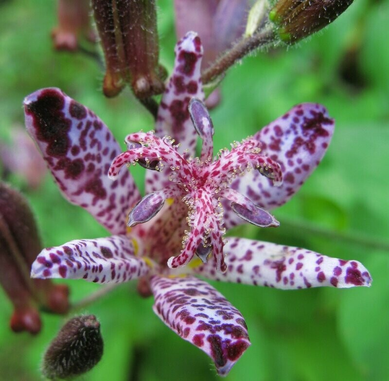 Tricyrtis 'Hototogisu'