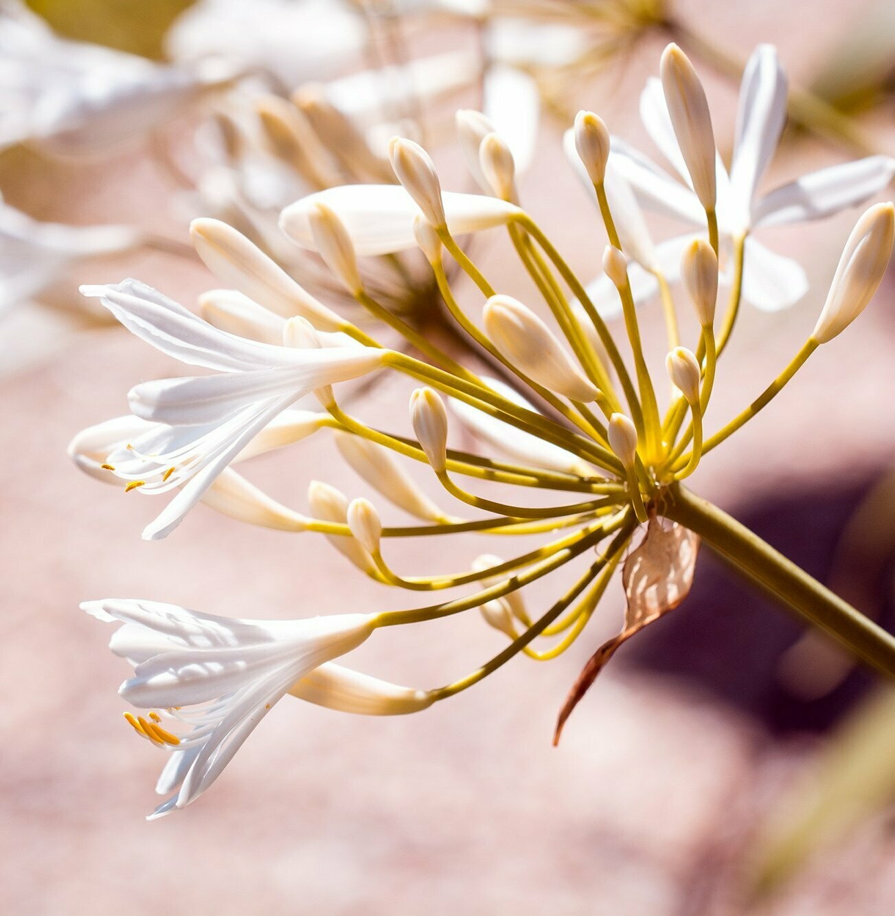 Agapanthus 'White dwarf hybrids'