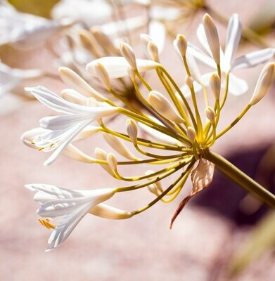 Agapanthus 'White dwarf hybrids' Agapanthus 'White dwarf hybrids'