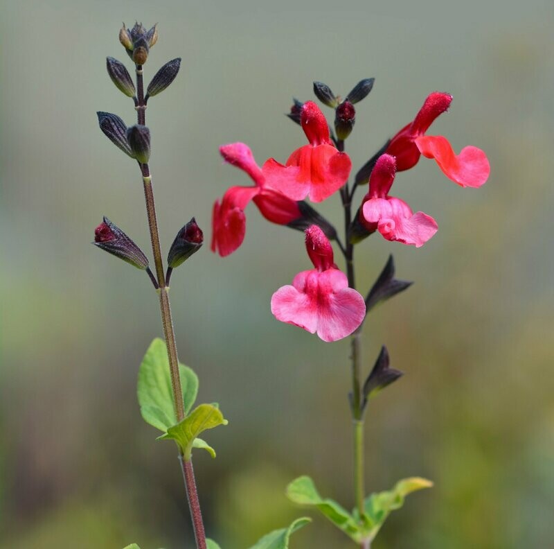 Salvia greggii 'Lipstick' Salvia greggii 'Lipstick'