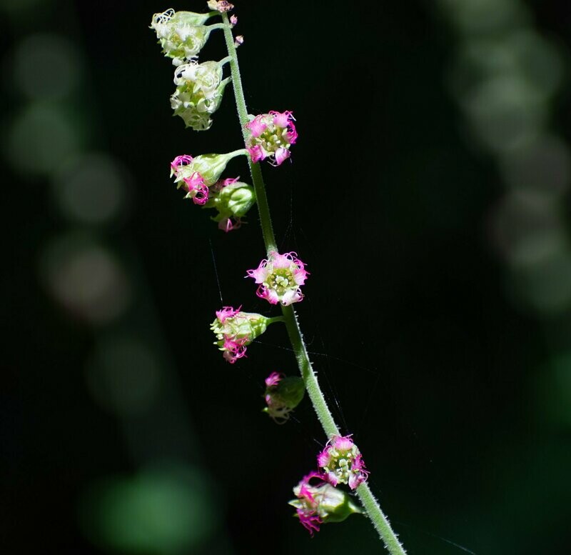 Tellima grandiflora 'Rubra group"