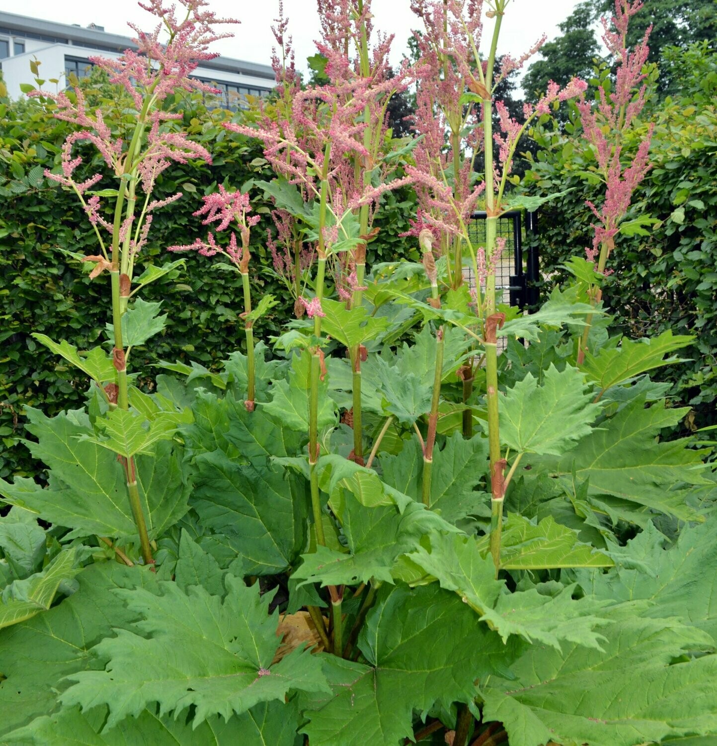 Rheum palmatum