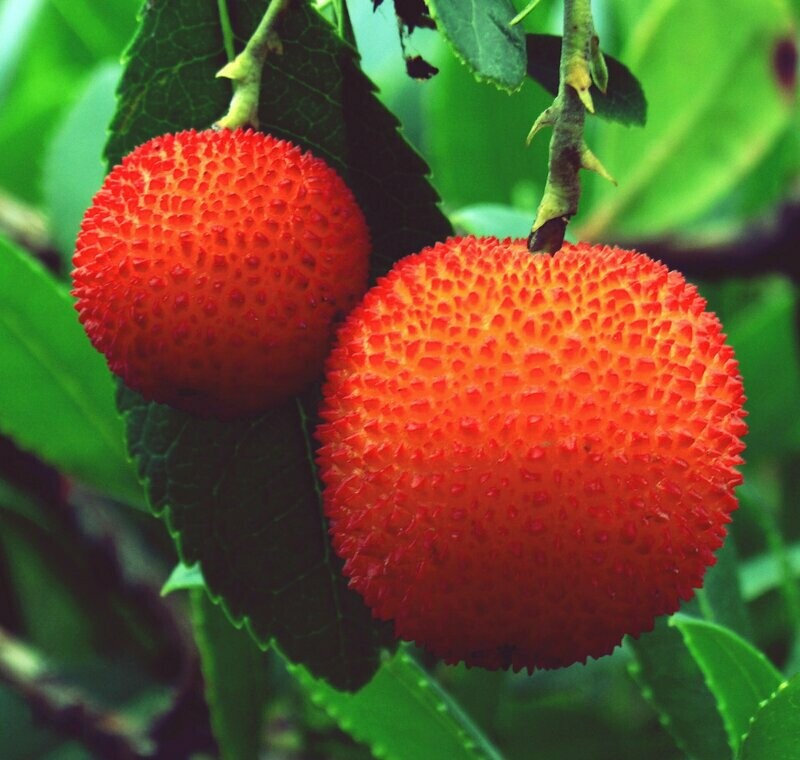 Arbutus unendo 'Compacta'