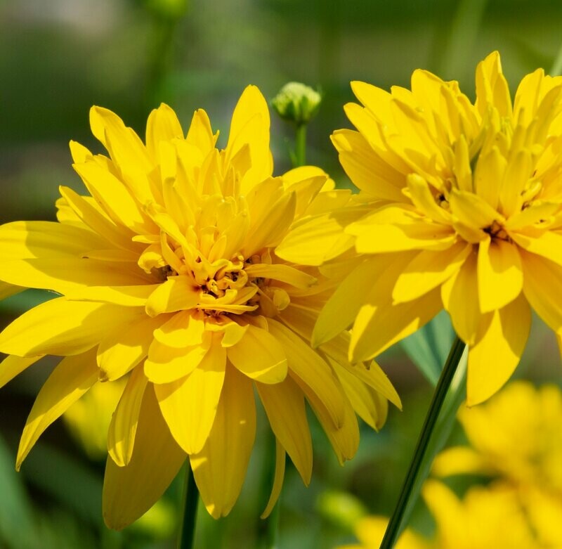 Rudbeckia 'Goldquelle'