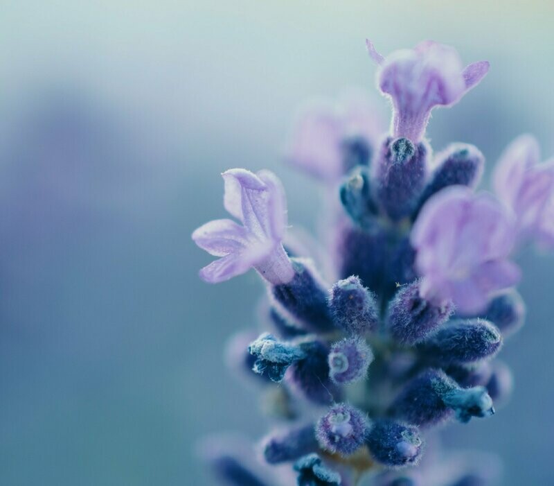 Nepeta grandiflora 'Dawn to Dusk'