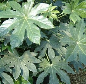 Fatsia japonica