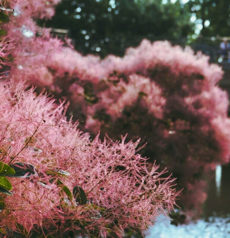 Cotinus cogyggria 'Royal Purple'