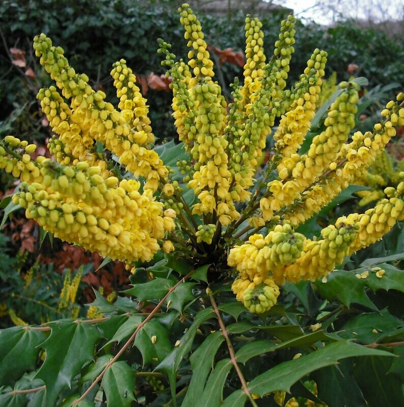Mahonia x media 'Charity'