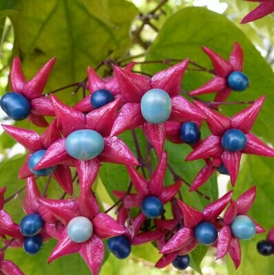 Clerodendrum trichotonum 'fargesii'