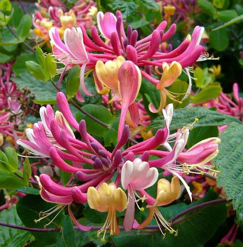 Lonicera serotina