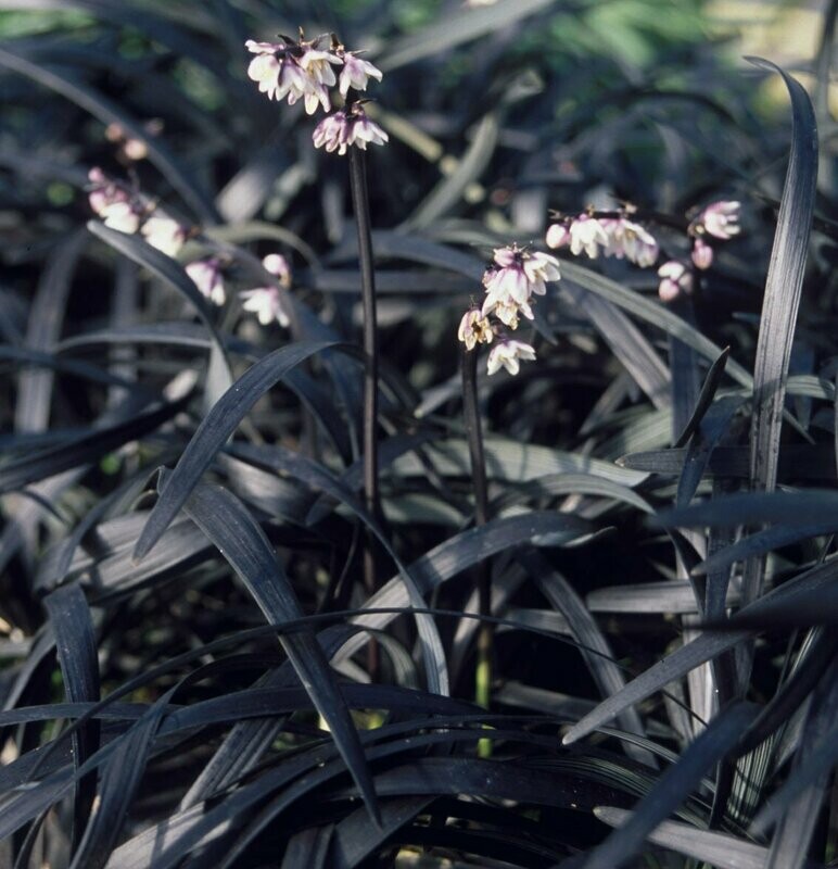 Ophiopogon 'Nigrescens'