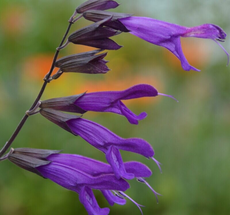 Salvia 'Amistad'