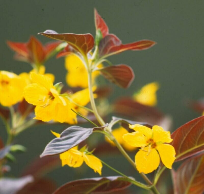 Lysimachia ciliata 'Firecracker'