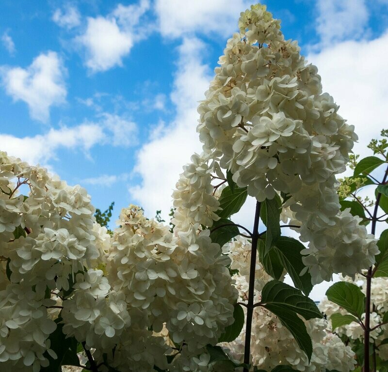 Hydrangea paniculata 'Candlelight'