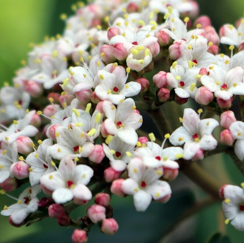 Viburnum Tinus 'Lisarose'