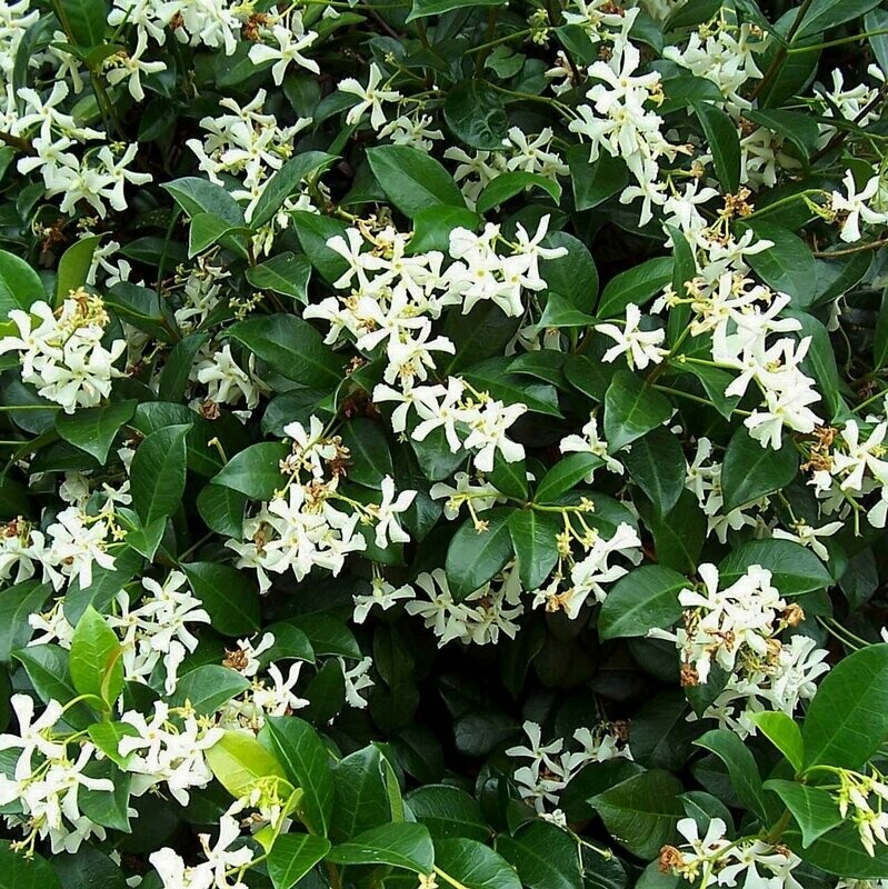 Trachelospermum jasminoides