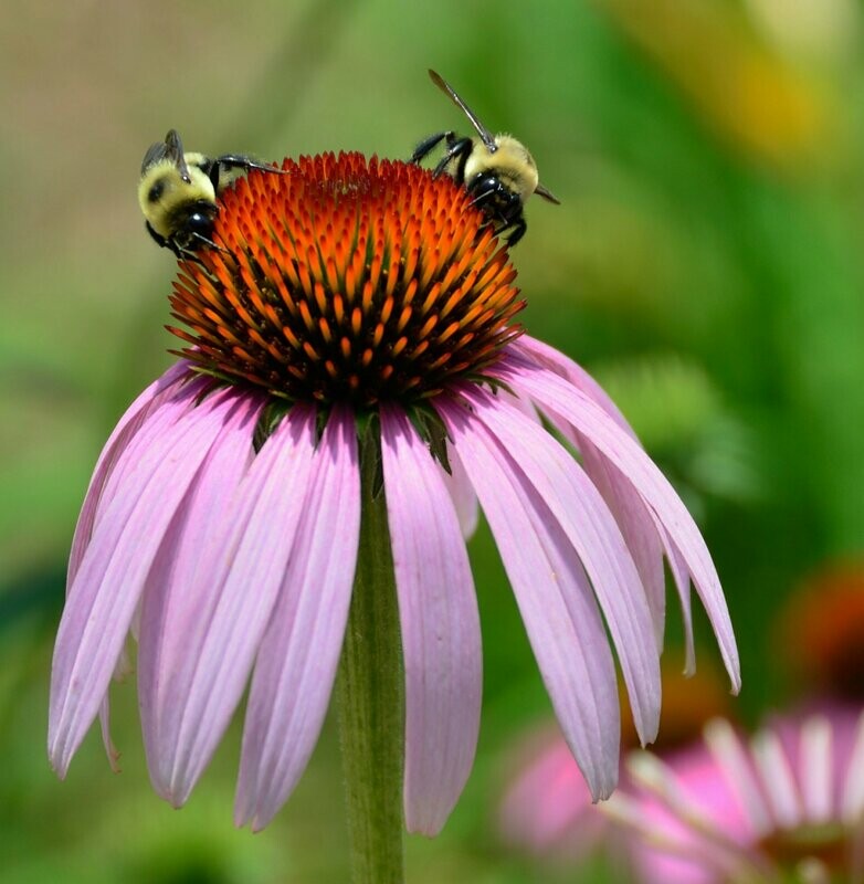 Echinacea pallida