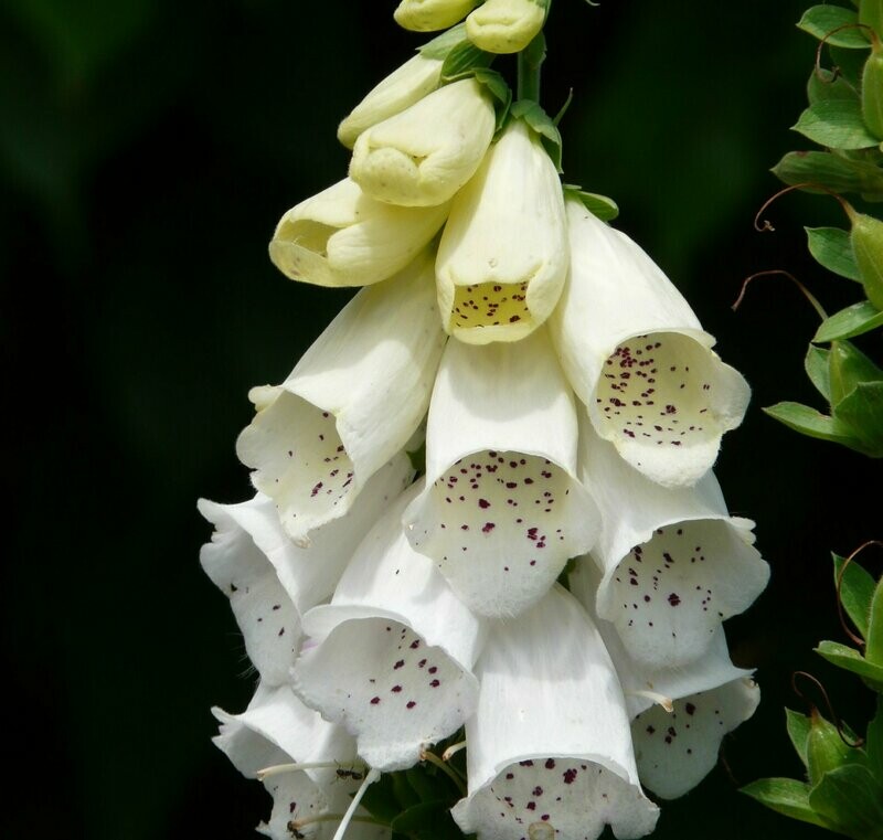 Digitalis purpurea 'Alba'