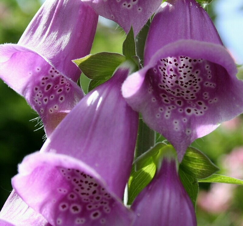 Digitalis purpurea 'Foxy Hybrids'