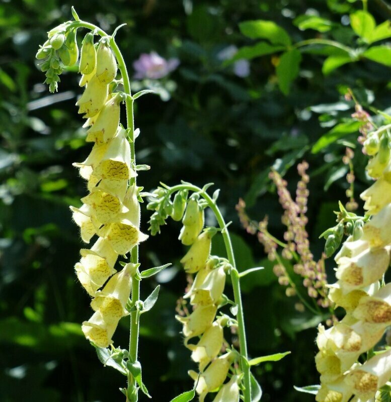 Digitalis grandiflora 'Carrilon'