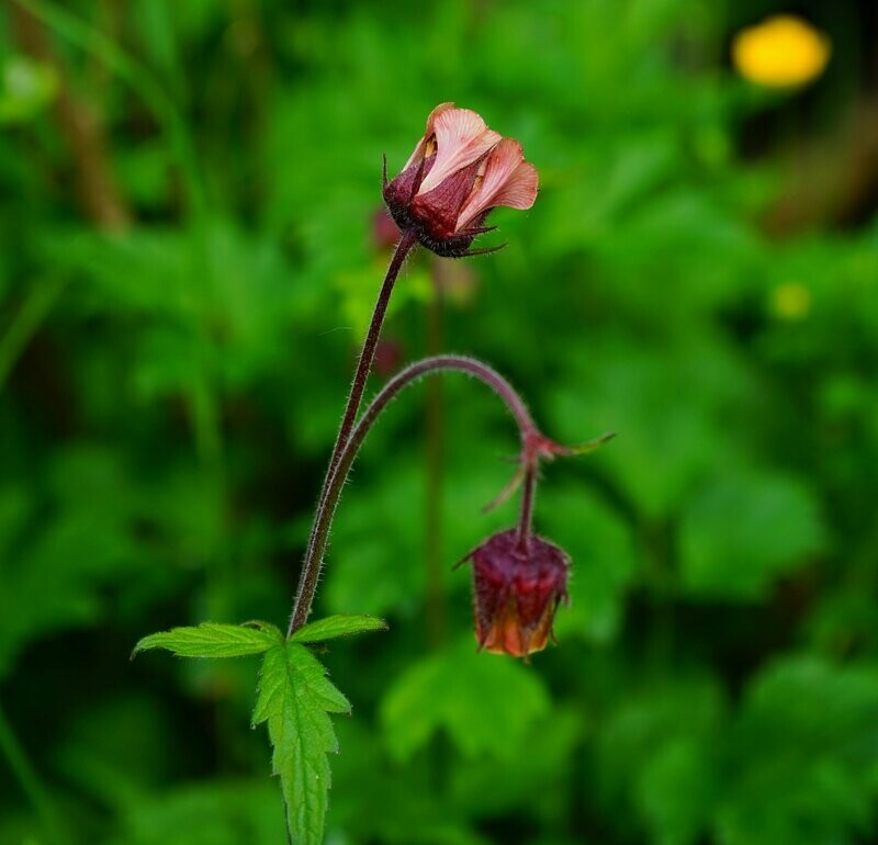 Geum rivale