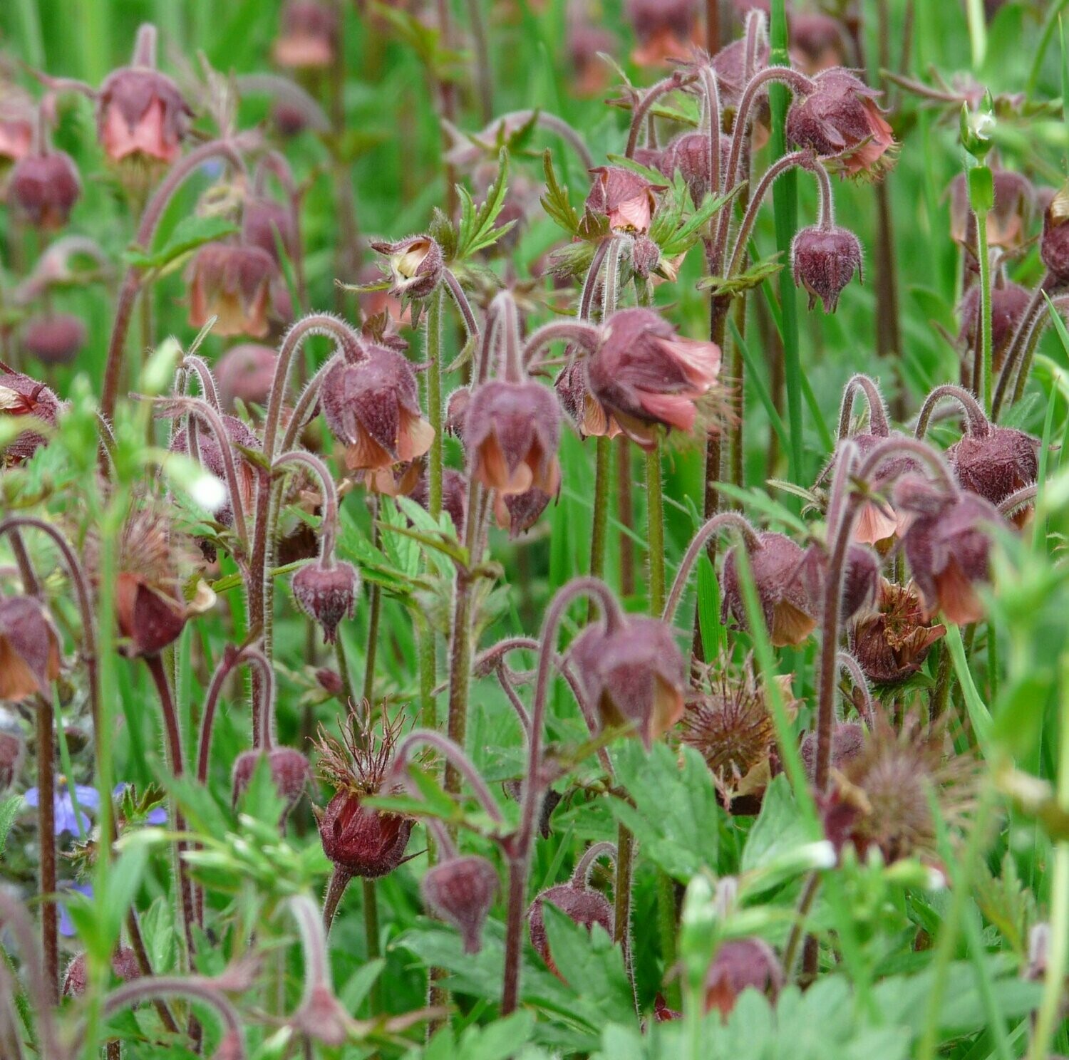 MURRAL Geum rivale bustier (Ivory) ミューラル MURRAL Geum rivale bustier (Ivory) ミューラル MURRAL Geum