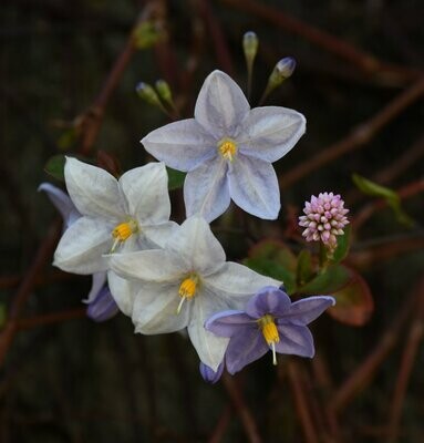 Solanum jasminoides Blue