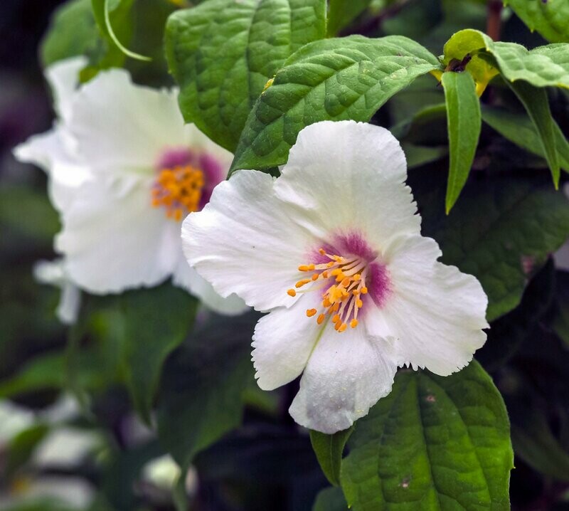 Philadelphus "Belle Etoile'