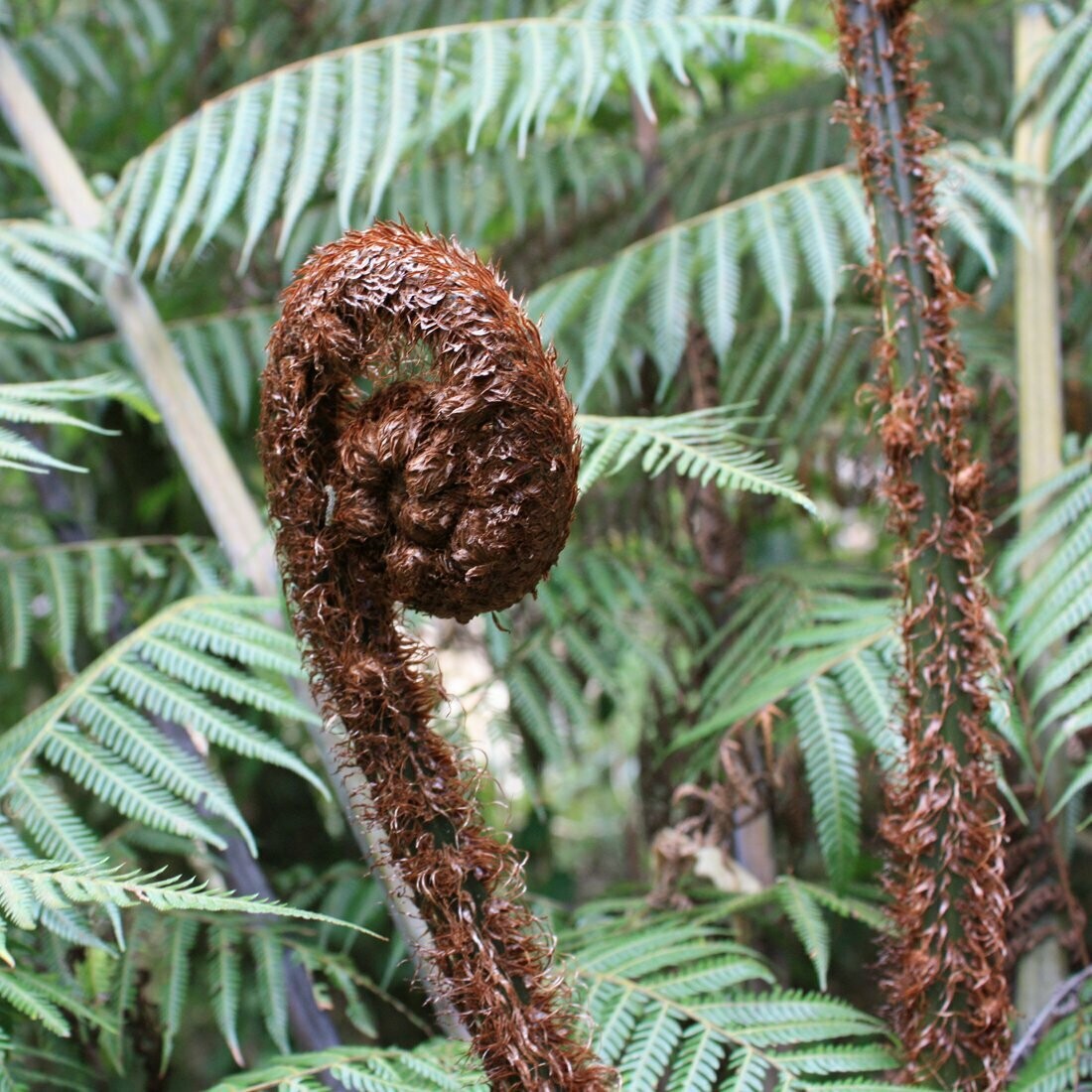 Cyathea australis