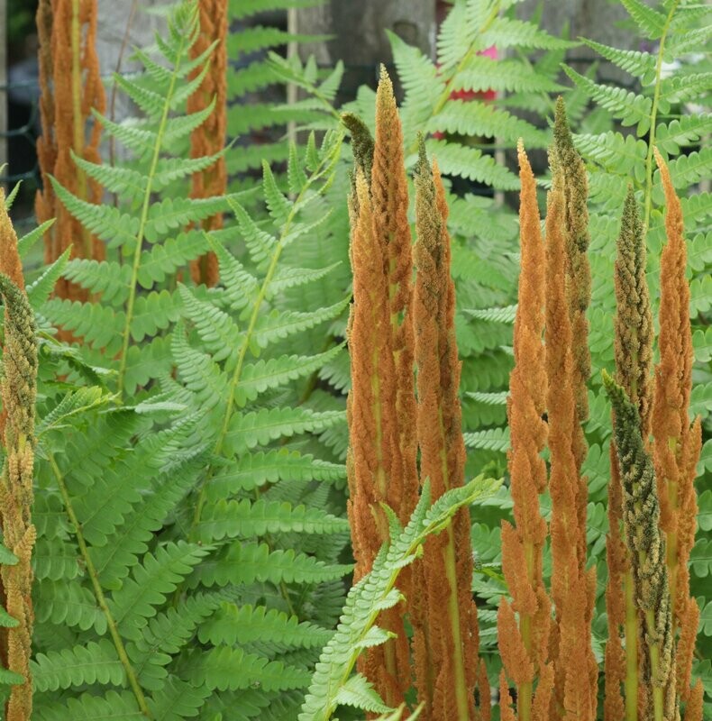 Osmunda cinnamomea Osmunda cinnamomea