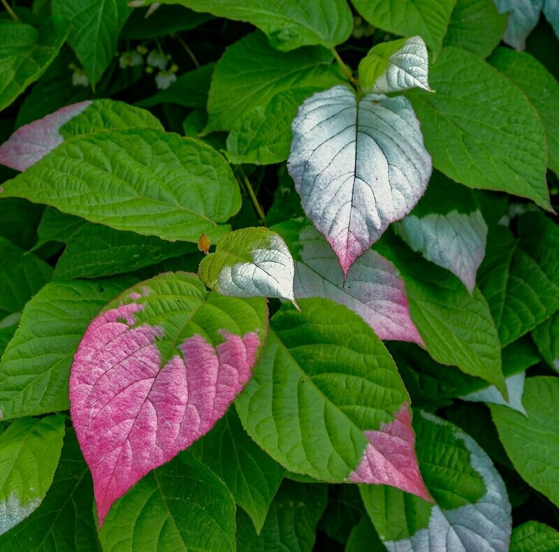 Actinidia kolomikta