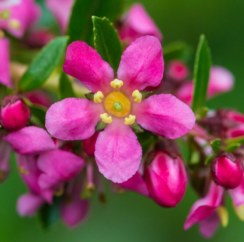 Escallonia laevis 'Gold Ellen'
