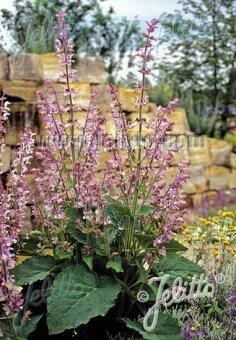 Salvia Turkistanica 'Vatican Pink'
