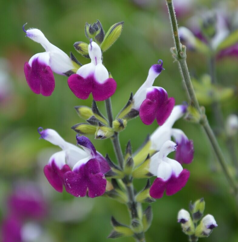 Salvia greggii 'Amethyst lips' Salvia greggii 'Amethyst lips'