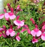 Salvia greggii 'Icing Sugar'