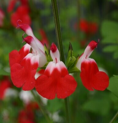 Salvia microphylla 'Hot lips'
