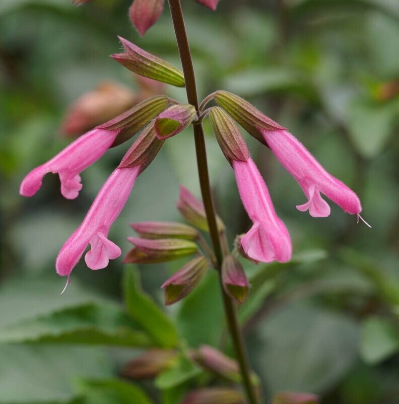 Salvia 'Kisses and wishes' (PBR) Salvia 'Kisses and wishes' (PBR)