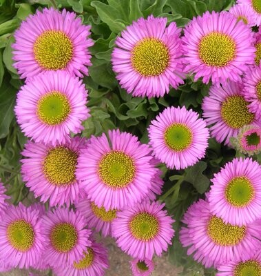 Erigeron 'Sea breeze' Erigeron 'Sea breeze'