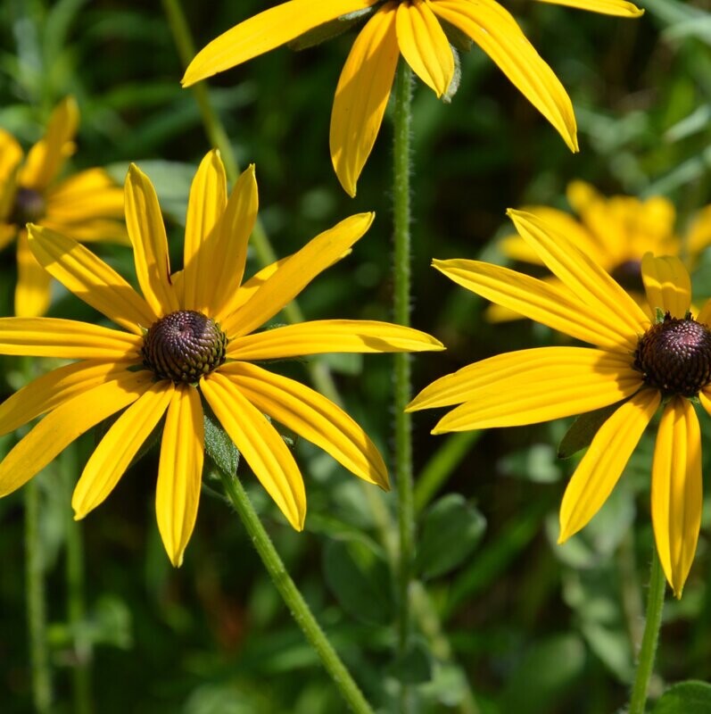 Rudbeckia fulgida 'Deamii'