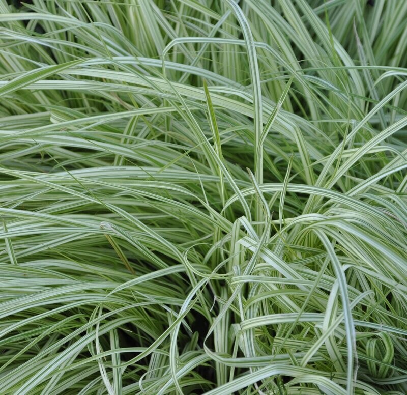 Molinia caerulea 'Variegata' Molinia caerulea 'Variegata'