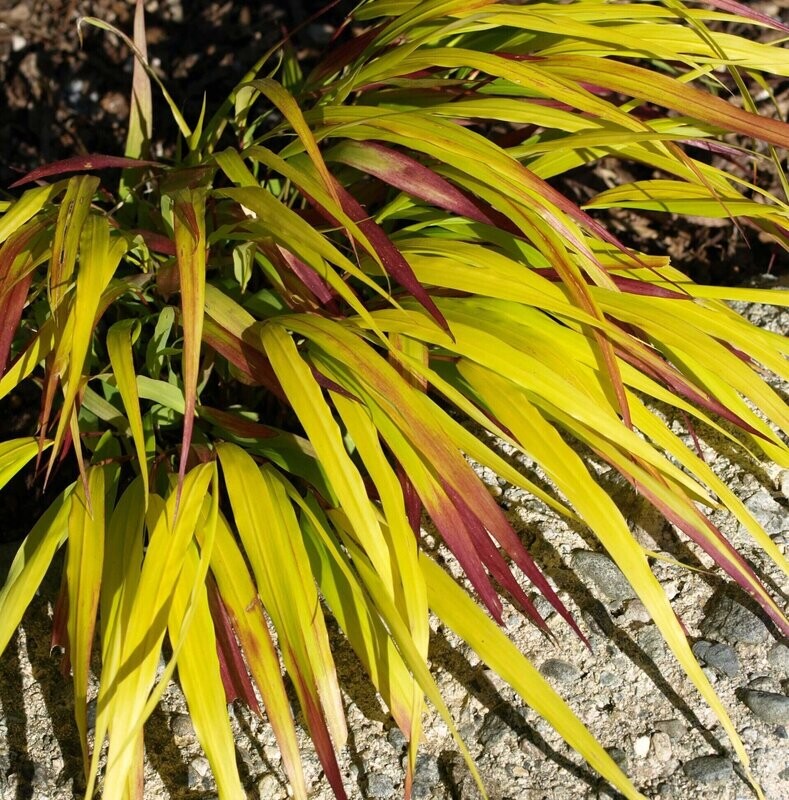 Hakonechloa macra 'Sunflare'