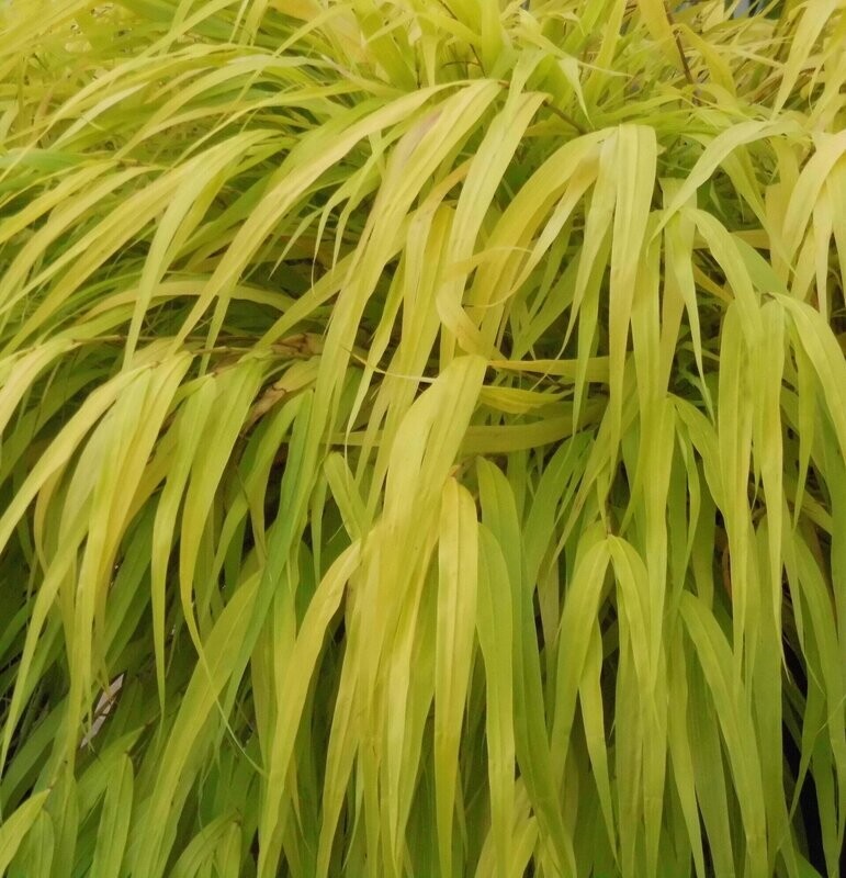 Hakonechloa macra 'All Gold' Hakonechloa macra 'All Gold'