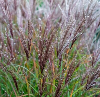 Miscanthus sinensis 'Cute one'