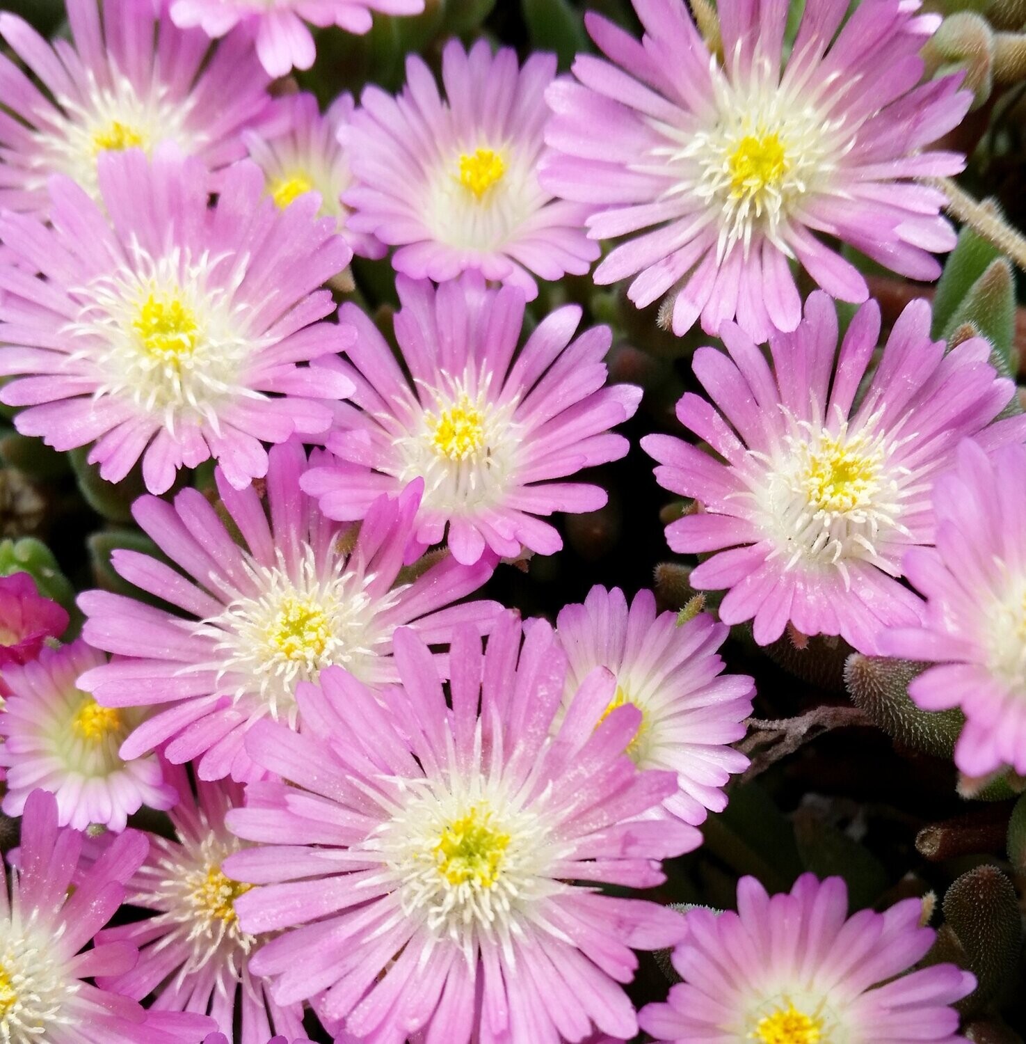 Delosperma jewel of Desert 'Rosequartz'