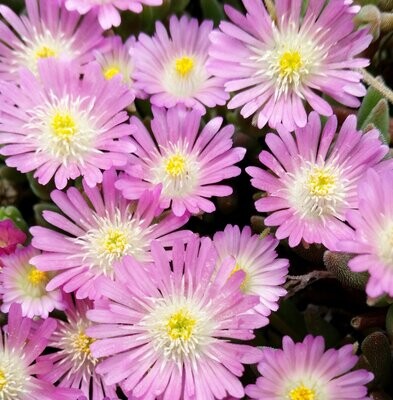 Delosperma jewel of Desert 'Rosequartz' Delosperma jewel of Desert 'Rosequartz'