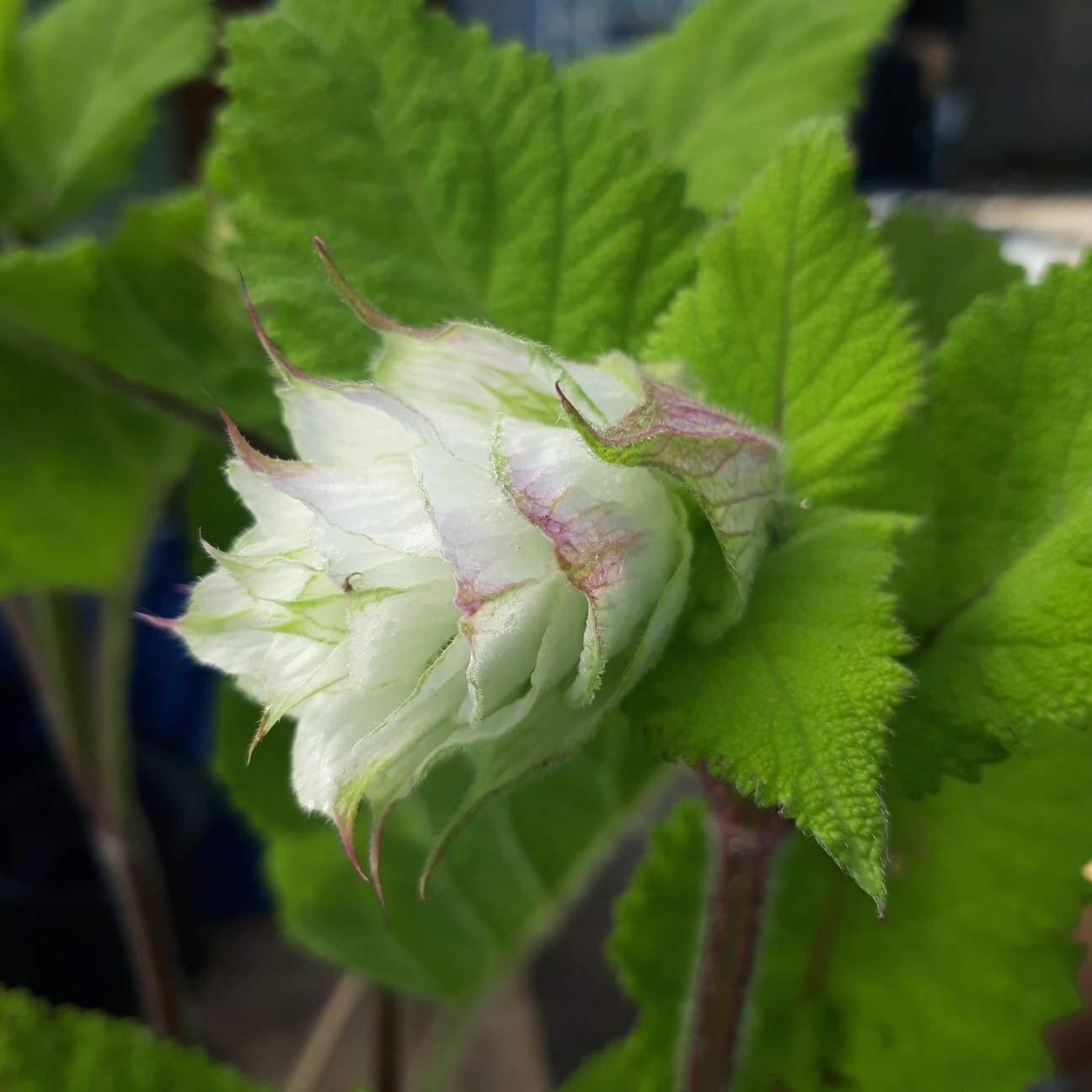 Salvia Turkistanica 'Vatican White'